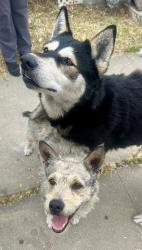 Found/Stray Male Dog last seen Atlantic Blvd/Olympic Blvd, East Los Angeles, CA 90022