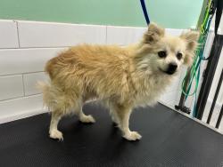 Found/Stray Female Dog last seen Pico, Los Angeles, CA 90019