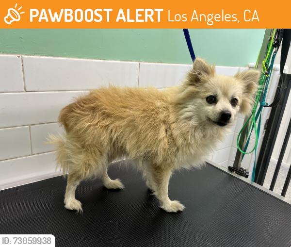 Found/Stray Female Dog last seen Pico, Los Angeles, CA 90019