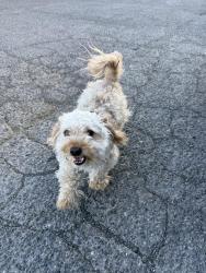 Found/Stray Male Dog last seen Market st and Lansing, Salem, OR 97301