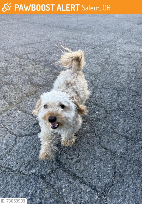 Found/Stray Male Dog last seen Market st and Lansing, Salem, OR 97301