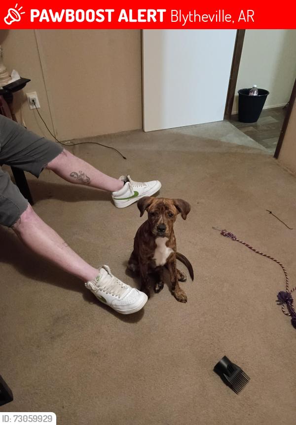 Lost Female Dog last seen Hwy 239 and hwy 181, Blytheville, AR 72315