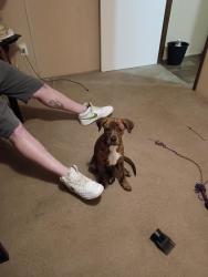 Lost Female Dog last seen Hwy 239 and hwy 181, Blytheville, AR 72315