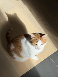 Reunited Male Cat last seen Near Geldert Drive, Tiburon, CA 94920