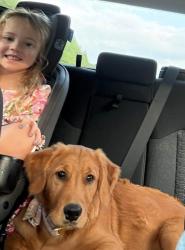 Lost Female Dog last seen Grandview Rd Alexander, NC 28701, Alexander, NC 28701