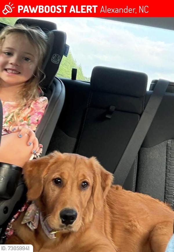Lost Female Dog last seen Grandview Rd Alexander, NC 28701, Alexander, NC 28701