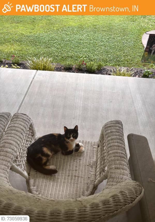 Found/Stray Female Cat last seen brownstown near cockerham sign, Brownstown, IN 47220