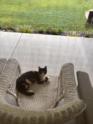Found/Stray Female Cat last seen brownstown near cockerham sign, Brownstown, IN 47220