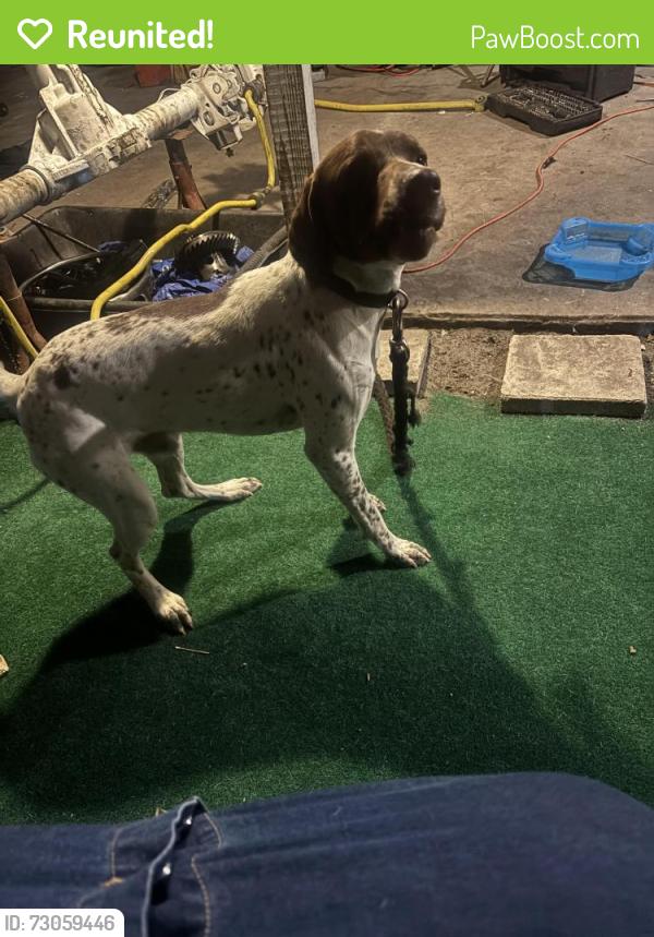 Reunited Male Dog last seen Drew st and Saturn Ave , Clearwater, FL 33758