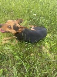 Found/Stray Male Dog last seen S Germantown rd, Memphis, TN 38125