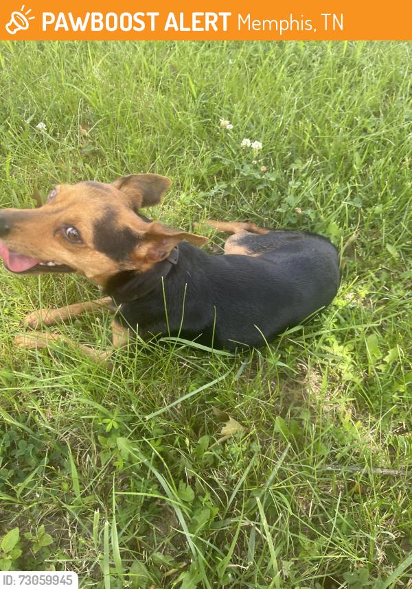 Found/Stray Male Dog last seen S Germantown rd, Memphis, TN 38125