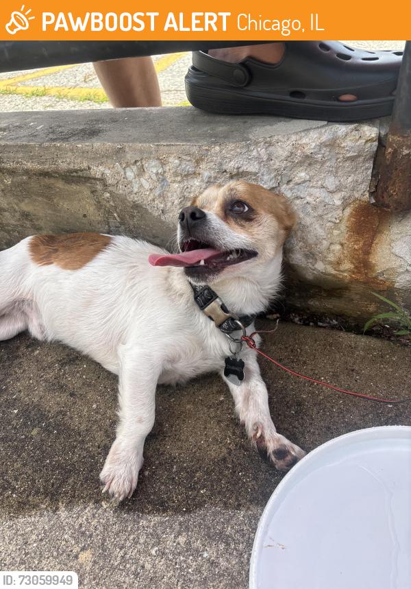 Found/Stray Unknown Dog last seen Palmer Park Pool, Chicago, IL 60628
