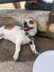 Found/Stray Unknown Dog last seen Palmer Park Pool, Chicago, IL 60628