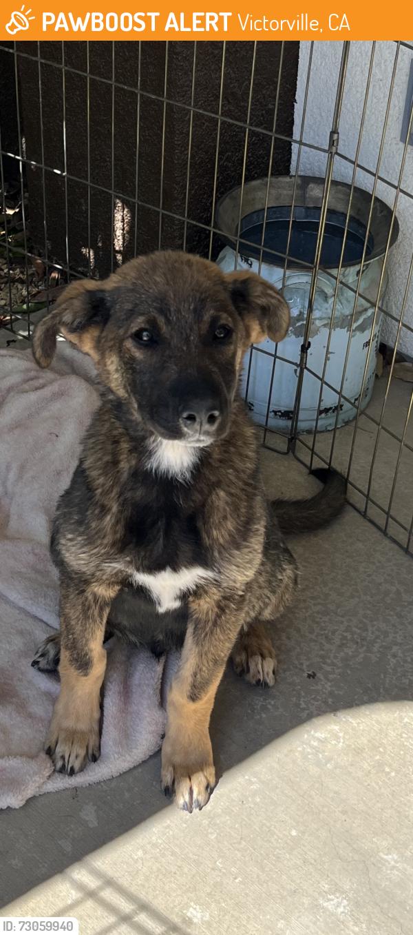 Found/Stray Male Dog last seen In the desert between La Mesa Rd and Bellflower St., Victorville, CA 92392