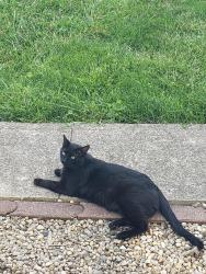 Lost Male Cat last seen Spring street, Mechanicsburg, OH 43044