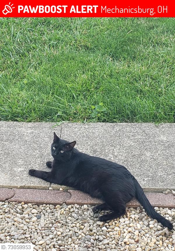 Lost Male Cat last seen Spring street, Mechanicsburg, OH 43044