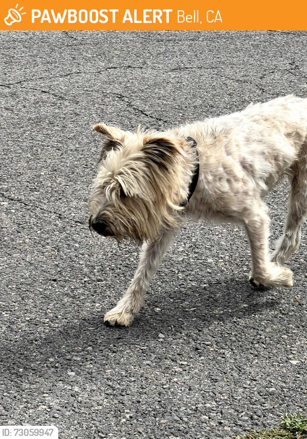 Found/Stray Male Dog last seen Home Ave. & Randolph St., Bell, CA 90201