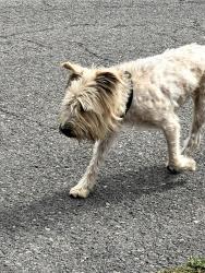 Found/Stray Male Dog last seen Home Ave. & Randolph St., Bell, CA 90201