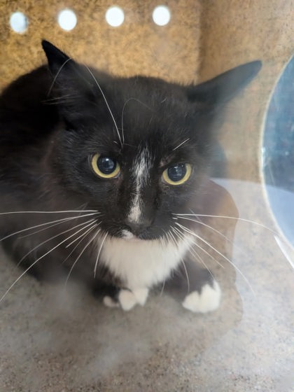 Shelter Stray Unknown Cat last seen Near Hwy 47, Tome, , 1209 NM-314, Los Lunas, NM 87031, USA