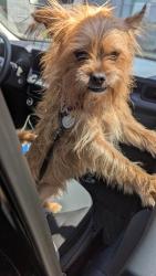 Shelter Stray Male Dog last seen Elizabeth Lane & Dauphine DR, Atlanta, GA, 1251 Fulton Industrial Blvd NW, Atlanta, GA 30336, USA