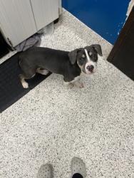 Shelter Stray Female Dog last seen Near Greenbriar Pkwy SW, Atlanta, GA, 1251 Fulton Industrial Blvd NW, Atlanta, GA 30336, USA