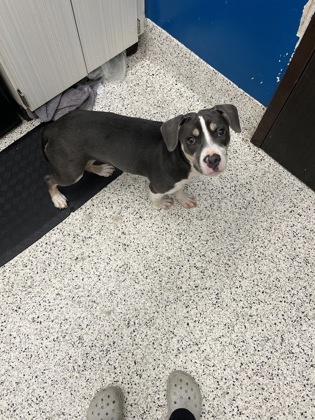 Shelter Stray Female Dog last seen Near Greenbriar Pkwy SW, Atlanta, GA, 1251 Fulton Industrial Blvd NW, Atlanta, GA 30336, USA