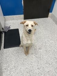 Shelter Stray Female Dog last seen Near Lakemont Dr, Atlanta, GA, 1251 Fulton Industrial Blvd NW, Atlanta, GA 30336, USA