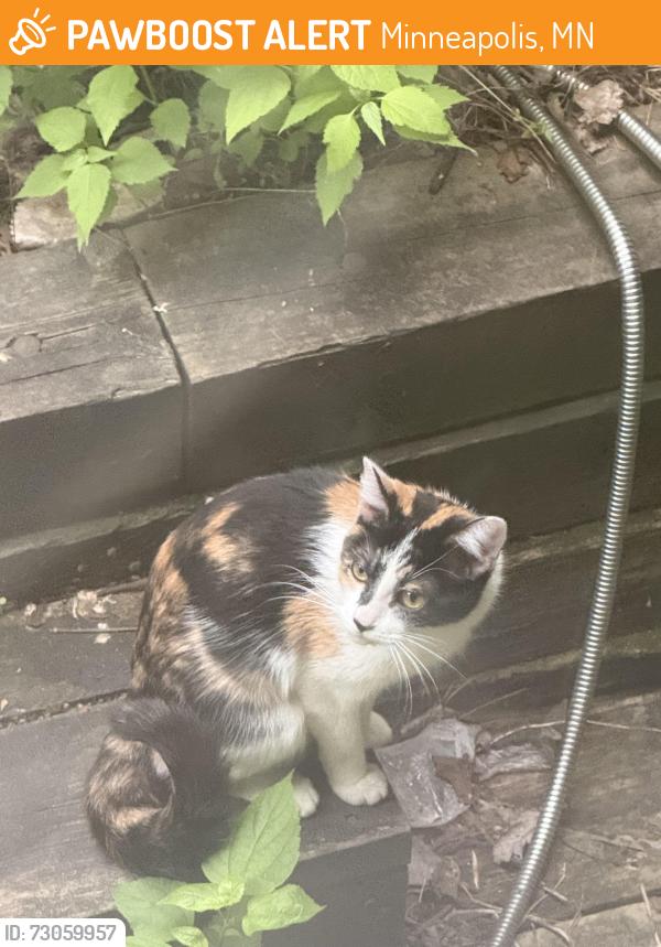 Found/Stray Female Cat last seen 24th Ave, Minneapolis, MN 55406