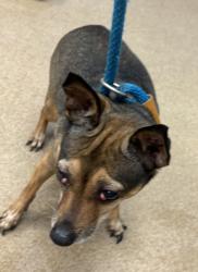 Shelter Stray Female Dog last seen , 30038, GA, 3280 Chamblee Dunwoody Rd, Chamblee, GA 30341, USA