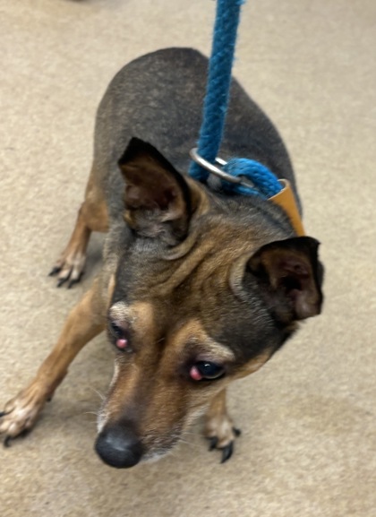 Shelter Stray Female Dog last seen , 30038, GA, 3280 Chamblee Dunwoody Rd, Chamblee, GA 30341, USA