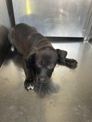 Shelter Stray Male Dog last seen Near Cutterhill Ave, South District, TX, 355 Hillshire Dr, Haslet, TX 76052, USA