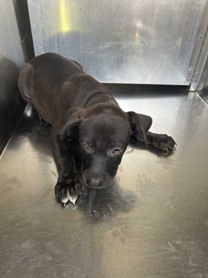 Shelter Stray Male Dog last seen Near Cutterhill Ave, South District, TX, 355 Hillshire Dr, Haslet, TX 76052, USA