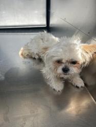 Shelter Stray Male Dog last seen Near Cutterhill Ave, South District, TX, 355 Hillshire Dr, Haslet, TX 76052, USA