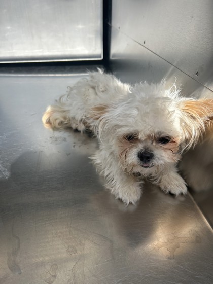 Shelter Stray Male Dog last seen Near Cutterhill Ave, South District, TX, 355 Hillshire Dr, Haslet, TX 76052, USA