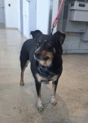 Shelter Stray Female Dog last seen , , TX, 355 Hillshire Dr, Haslet, TX 76052, USA