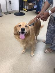 Shelter Stray Female Dog last seen , , TX, 355 Hillshire Dr, Haslet, TX 76052, USA