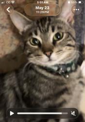 Reunited Male Cat last seen Cemetery Rd and Lenover Hill Rd, West Sadsbury Township, PA 19365