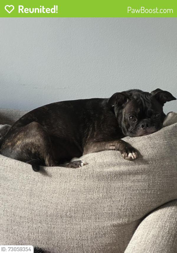 Reunited Male Dog last seen Osprey Point neighborhood , Longwood, FL 32750