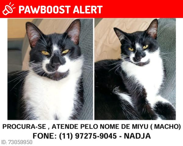 Lost Male Cat last seen Churrascaria do Piá e Padaria das Nações, Parque das Nacoes, SP 