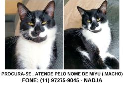 Lost Male Cat last seen Churrascaria do Piá e Padaria das Nações, Parque das Nacoes, SP 