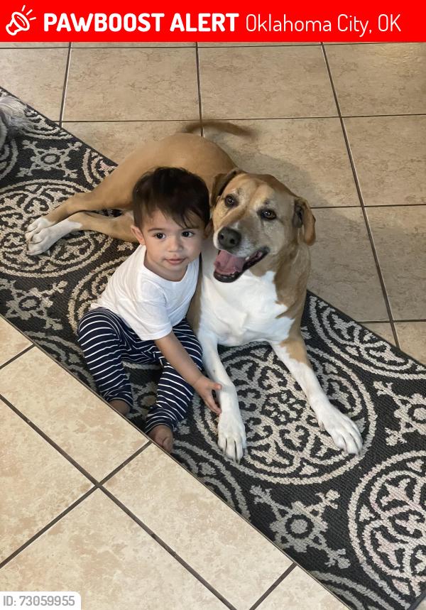 Lost Female Dog last seen Walker Ave, Oklahoma City, OK 73139