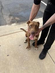 Found/Stray Male Dog last seen Memorial Rd and Pawnee Dr, Oklahoma City, OK 73142