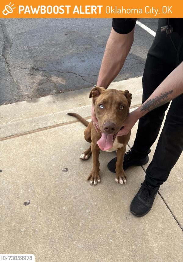 Found/Stray Male Dog last seen Memorial Rd and Pawnee Dr, Oklahoma City, OK 73142