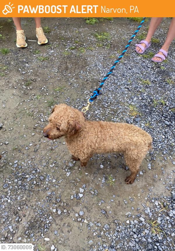 Found/Stray Male Dog last seen 5800wanner rd, Narvon, PA 17555