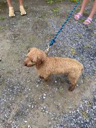 Found/Stray Male Dog last seen 5800wanner rd, Narvon, PA 17555