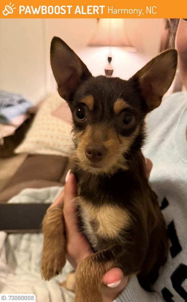 Found/Stray Female Dog last seen Cranfill Rd, Harmony, NC 28634