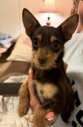 Found/Stray Female Dog last seen Cranfill Rd, Harmony, NC 28634