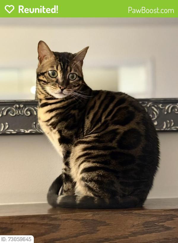 Reunited Female Cat last seen Creditview and Britannia, Mississauga, ON L5V