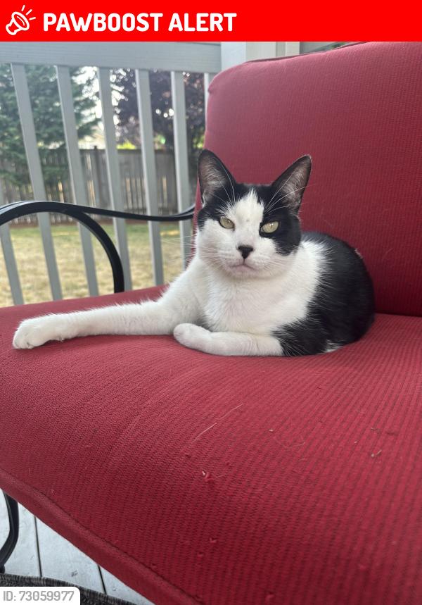 Lost Female Cat last seen North Road, Bothell, WA 98012