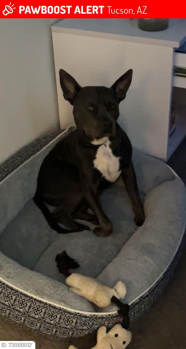 Lost Male Dog last seen Tucson Arizona, Tucson, AZ 85705